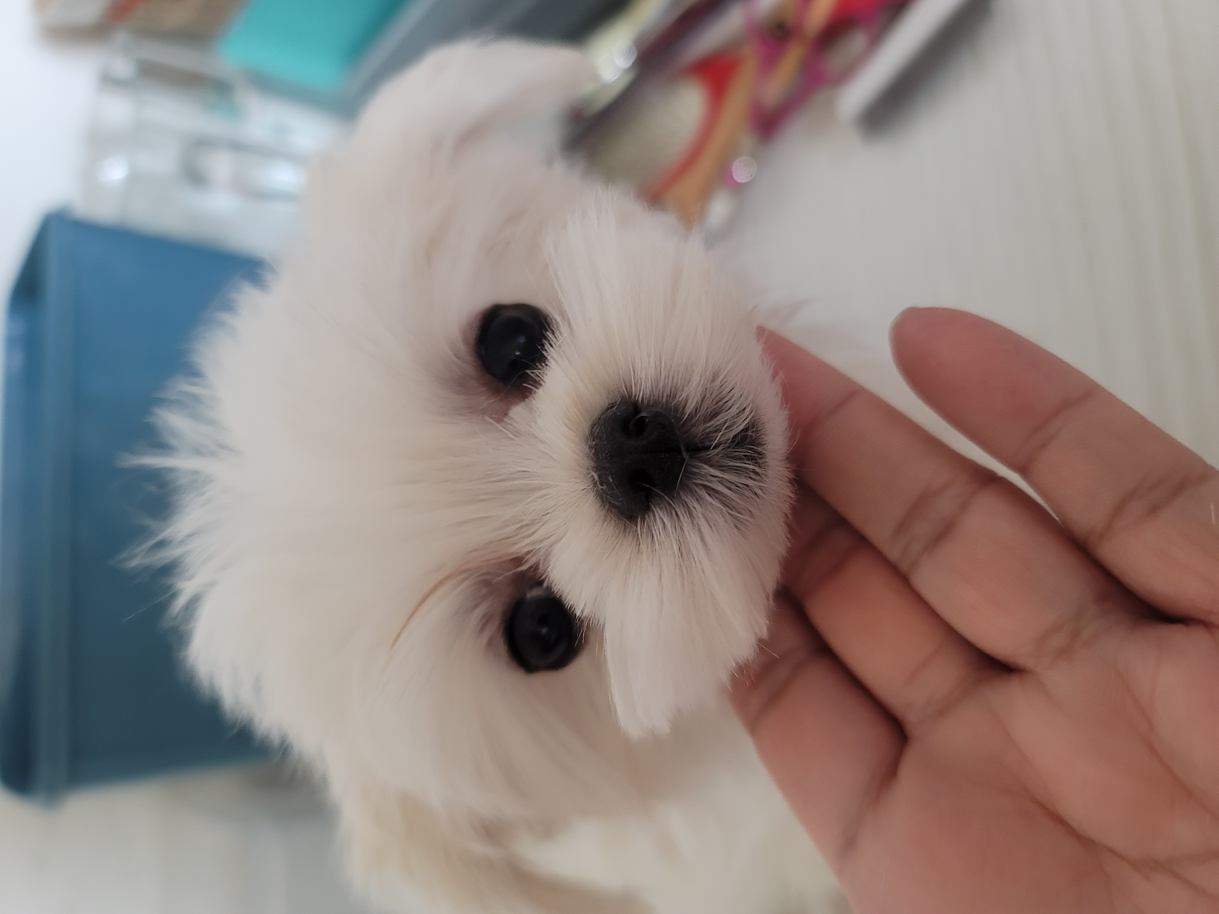 韩版马尔济斯妹妹